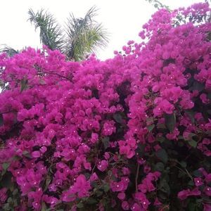 Meet your Posher, Farhat